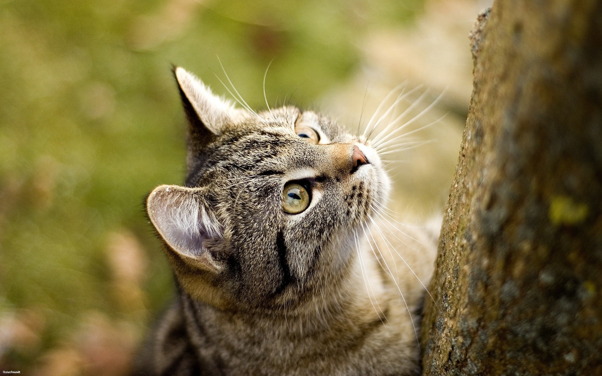 chats nature animal chat portrait mignon oeil la faune mammifère fourrure sauvage aperçu animaux