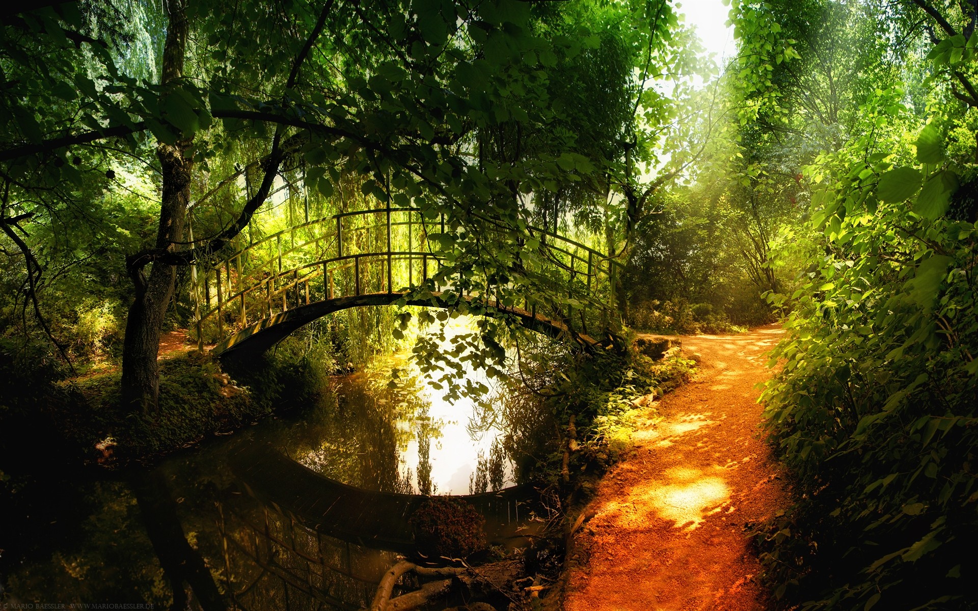 paesaggio legno paesaggio albero foglia natura parco autunno alba luce lussureggiante sole bel tempo nebbia all aperto ambiente nebbia foresta acqua fiori