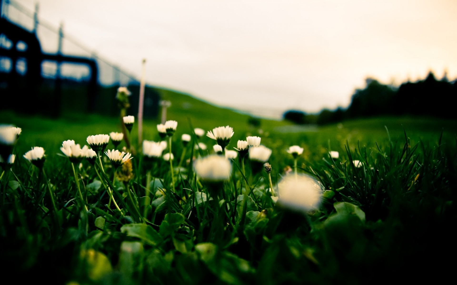 blumen gras feld natur heuhaufen sommer sonne gutes wetter wachstum rasen flora blume weide ländlich boden im freien landschaft blatt hintergrund