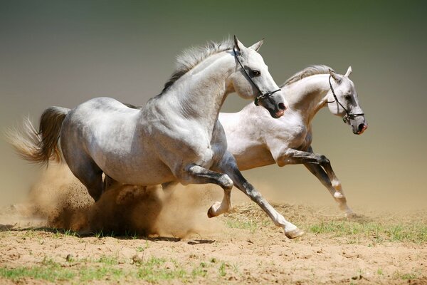 La cría de caballos es un negocio rentable