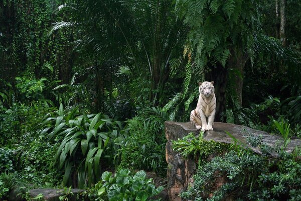 A graceful tiger is sitting in the jungle