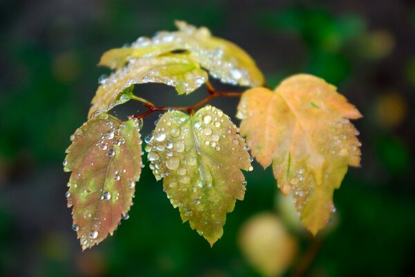 Hoja de otoño en gotas de agua