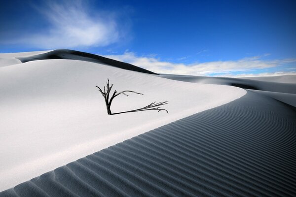 Paisaje de un árbol solitario en el desierto