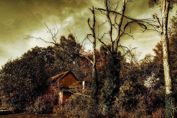 Nature landscape with a house behind the trees