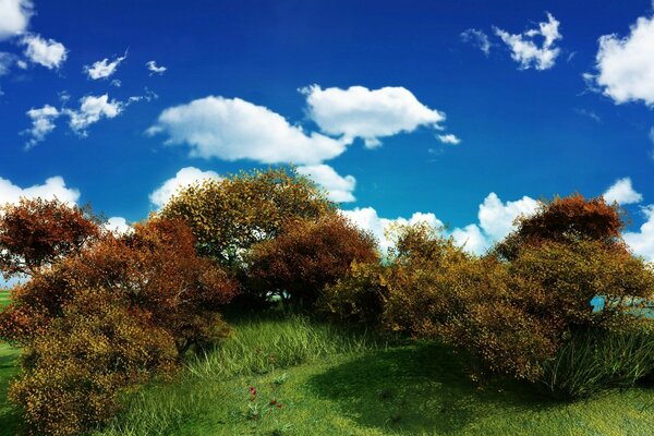 Trees against the sky with clouds