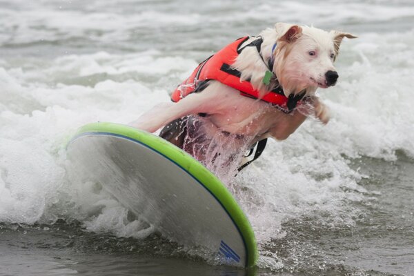 Perro blanco con chaleco en la tabla de buceo