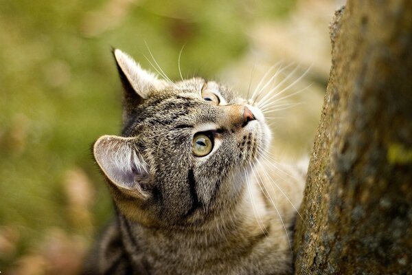 Belo retrato de um gato doméstico