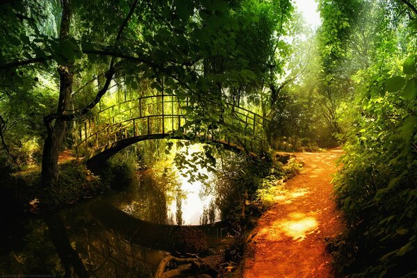 Fabuloso puente arqueado en el bosque