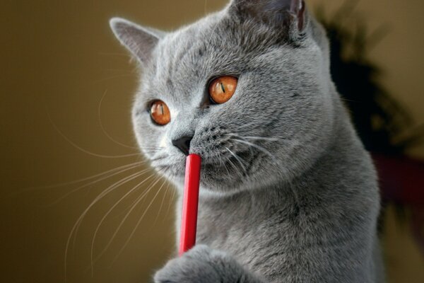 Chat mignon gris avec des yeux orange