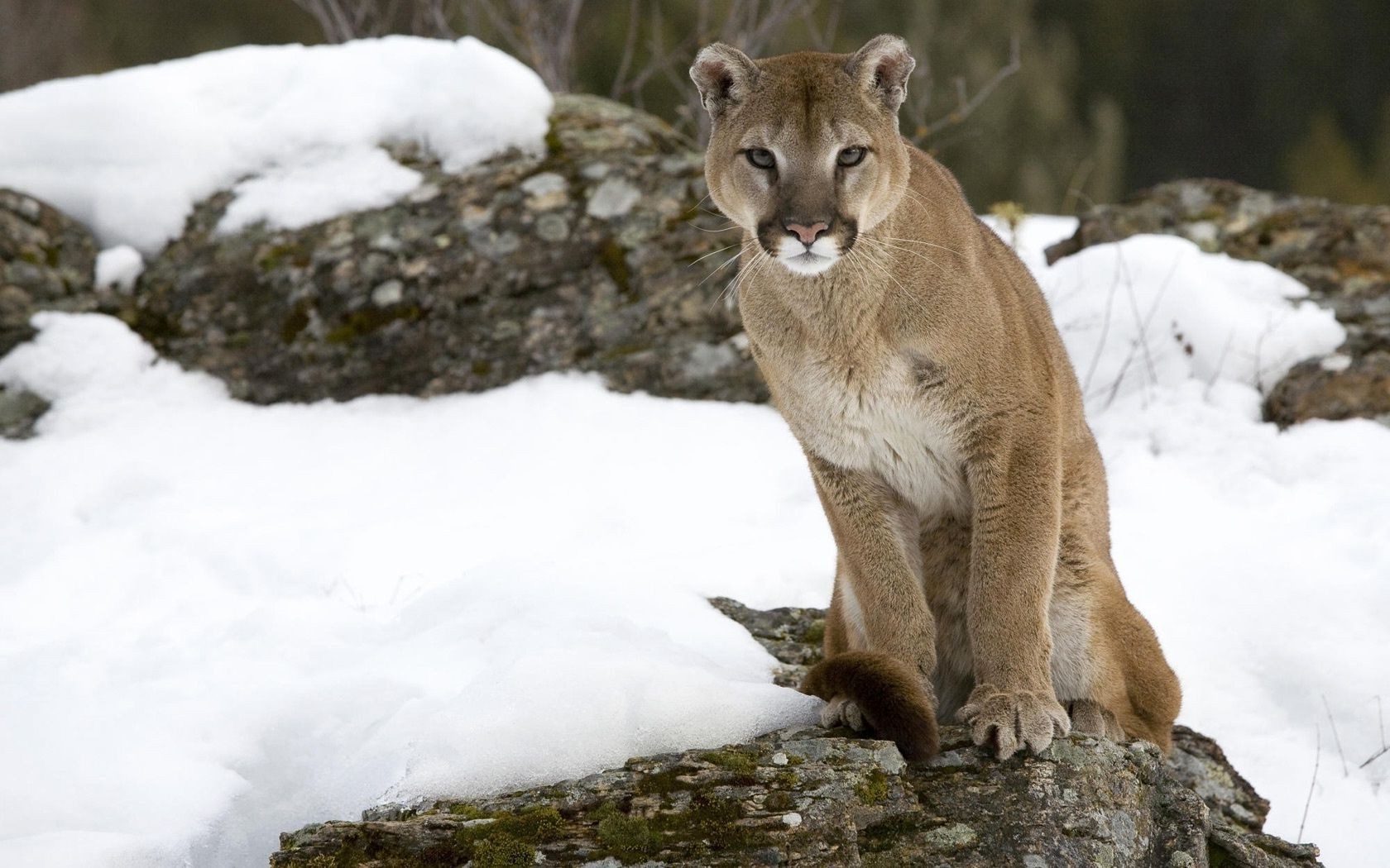 животные дикой природы млекопитающее природа на открытом воздухе снег дикий зима