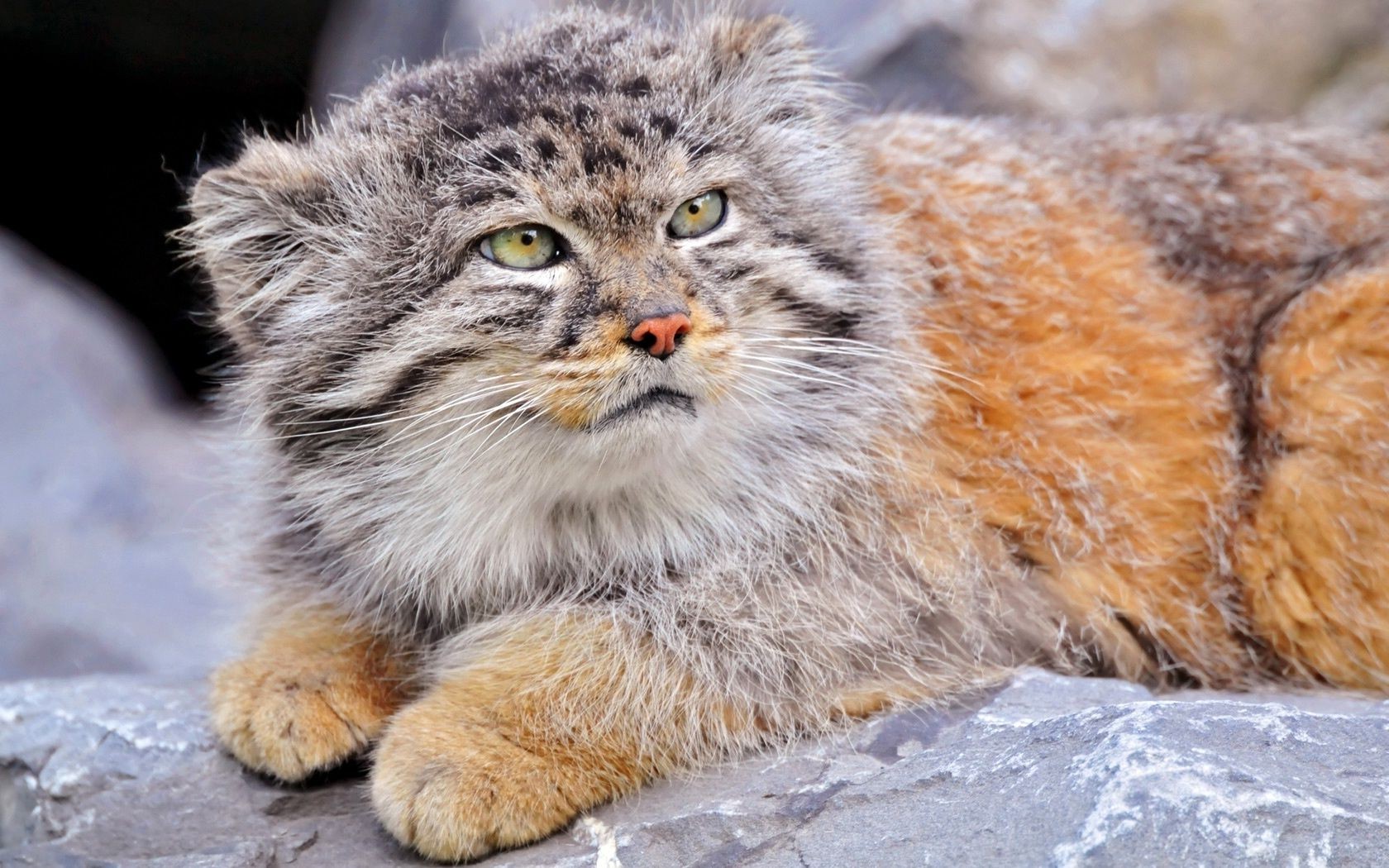 tiere säugetier tier tierwelt natur wild fell raubtier niedlich katze fleischesser