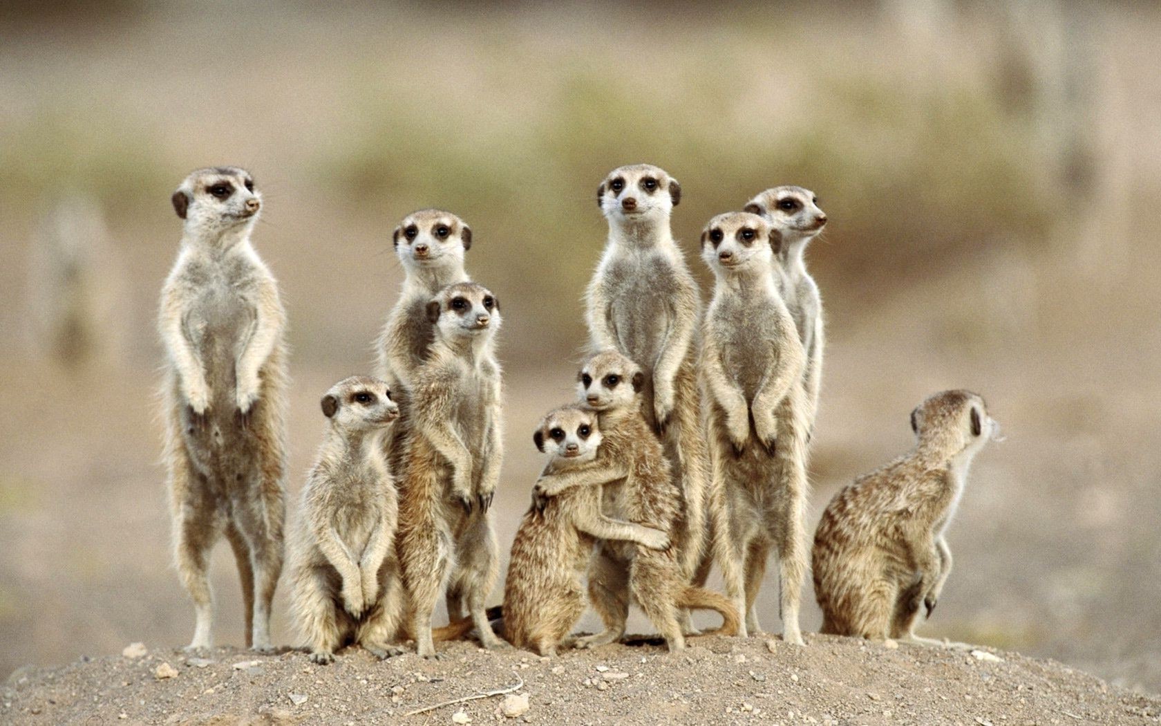 animais vida selvagem natureza mamífero fofa animal aviso ao ar livre selvagem grama meerkat