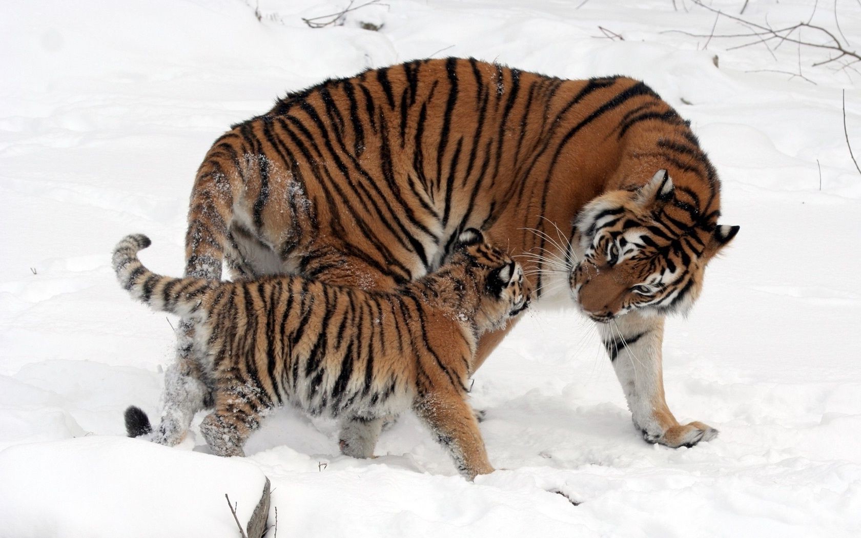 tigres vida silvestre mamífero tigre gato naturaleza nieve depredador invierno cazador salvaje animal caza