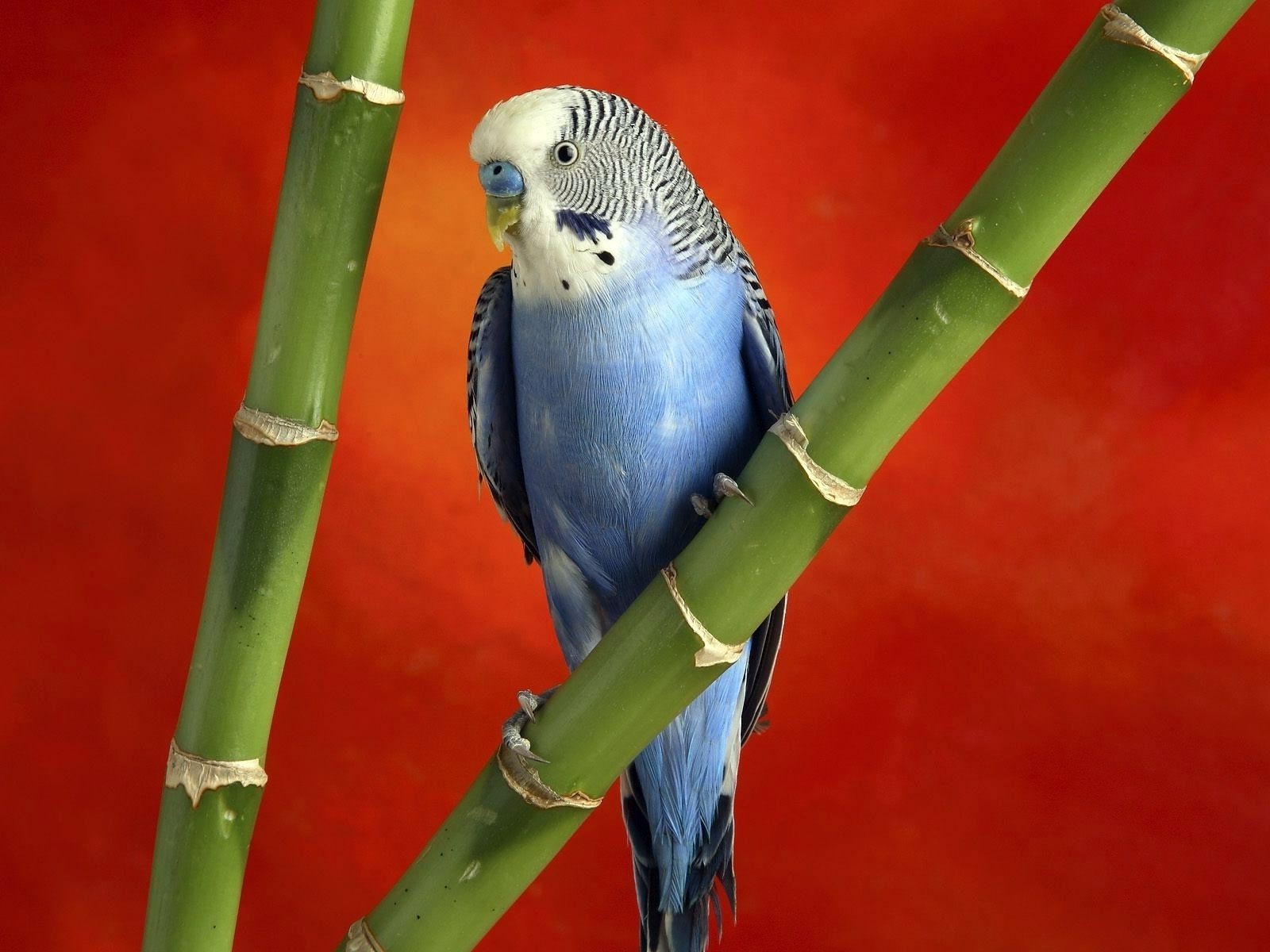 попугай природа птица дикой природы тропический на открытом воздухе экзотические