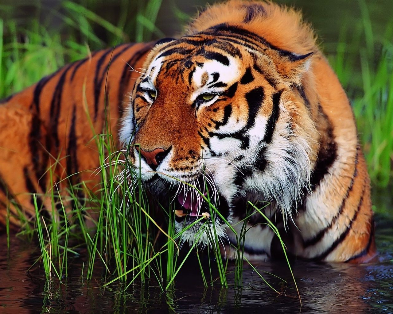 tigers tiger cat wildlife predator tigris siberian carnivore stripe hunter tigress aggression danger big jungle staring safari mammal angry zoo hunt