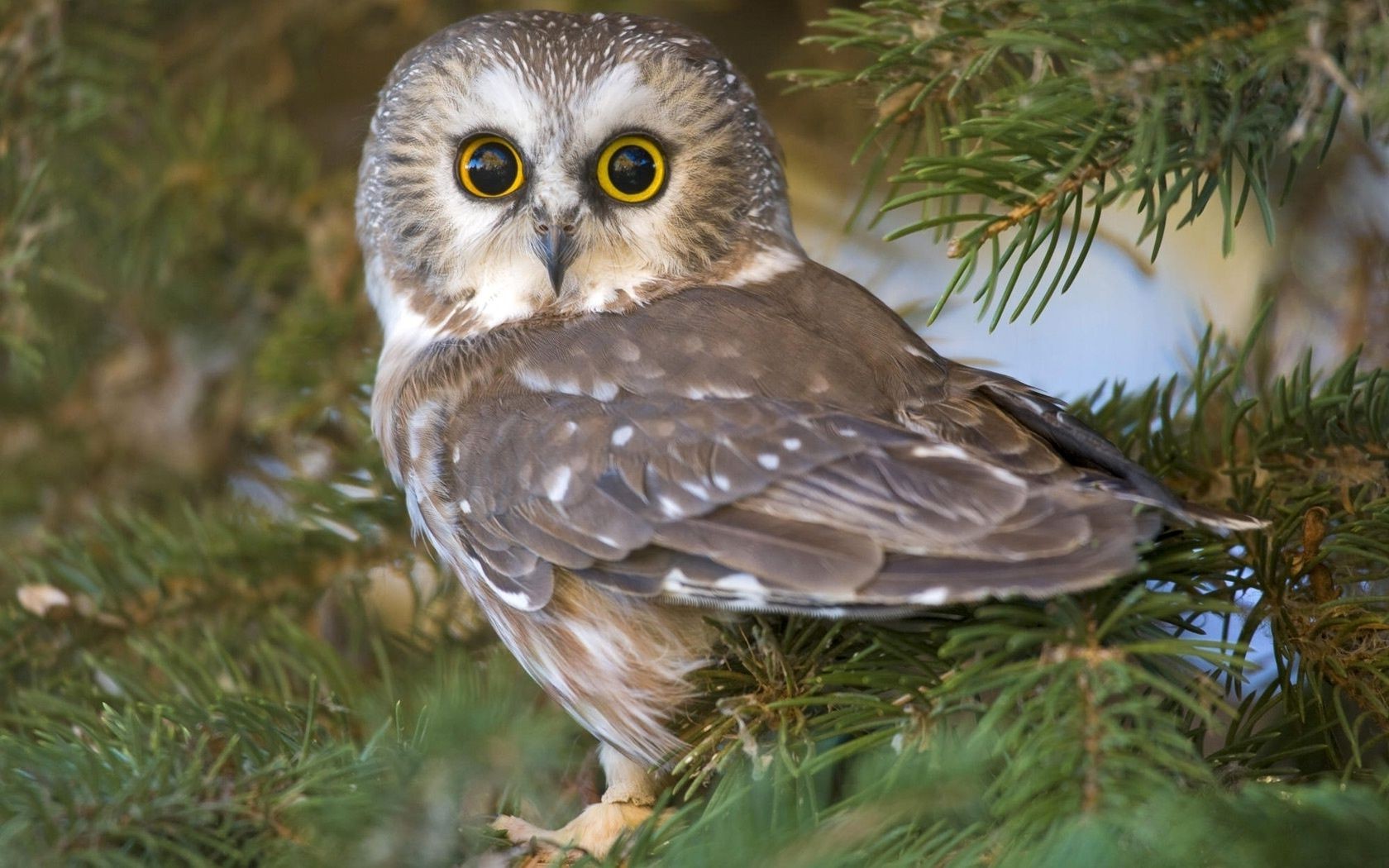 sowa ptak dzika przyroda drzewo natura zwierzę na zewnątrz dziki raptor