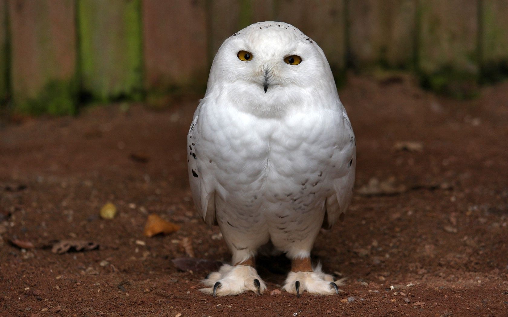 tiere vogel tierwelt natur raptor