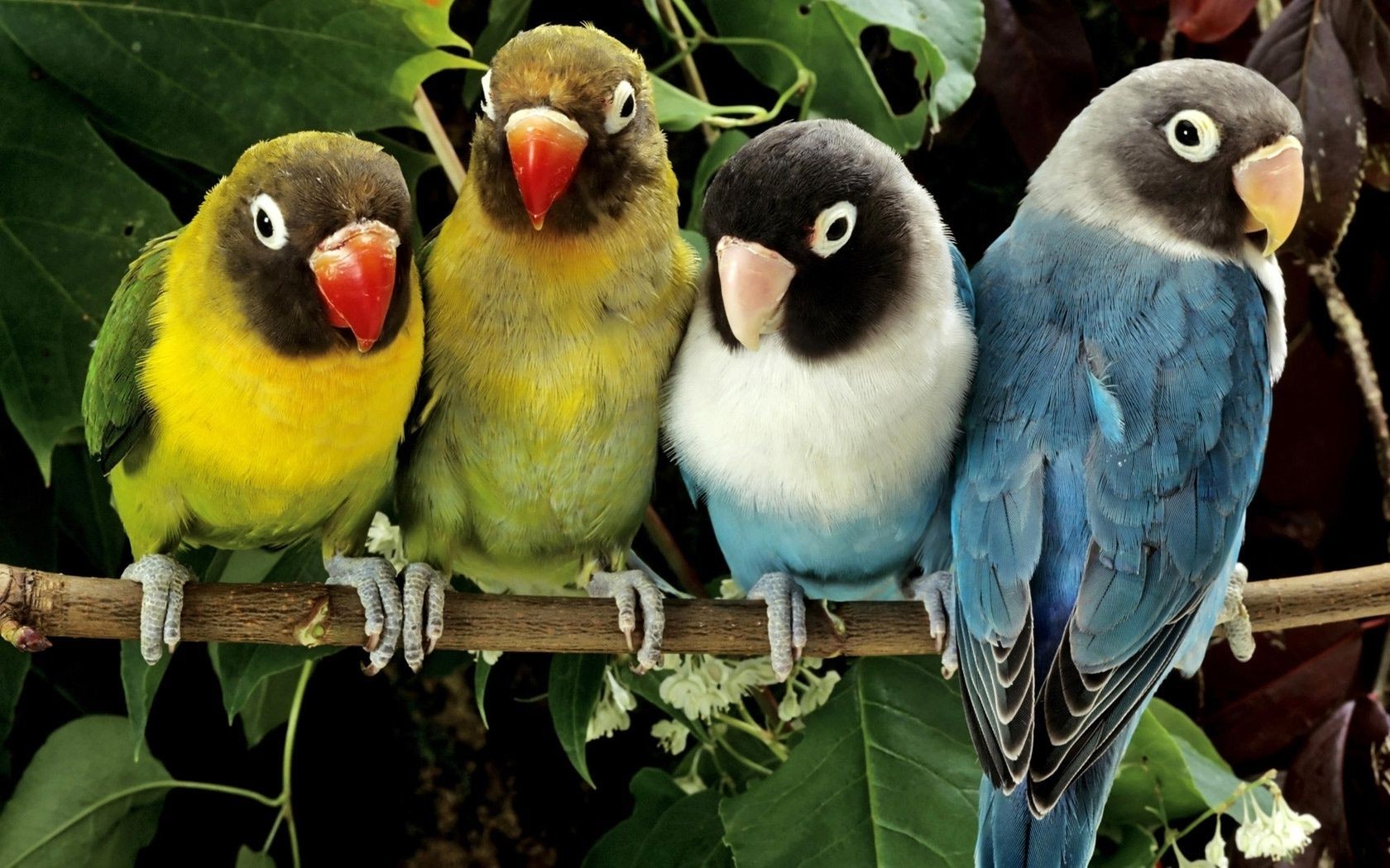 parrot bird wildlife animal avian beak wild zoo feather wing parakeet tropical nature cute finch