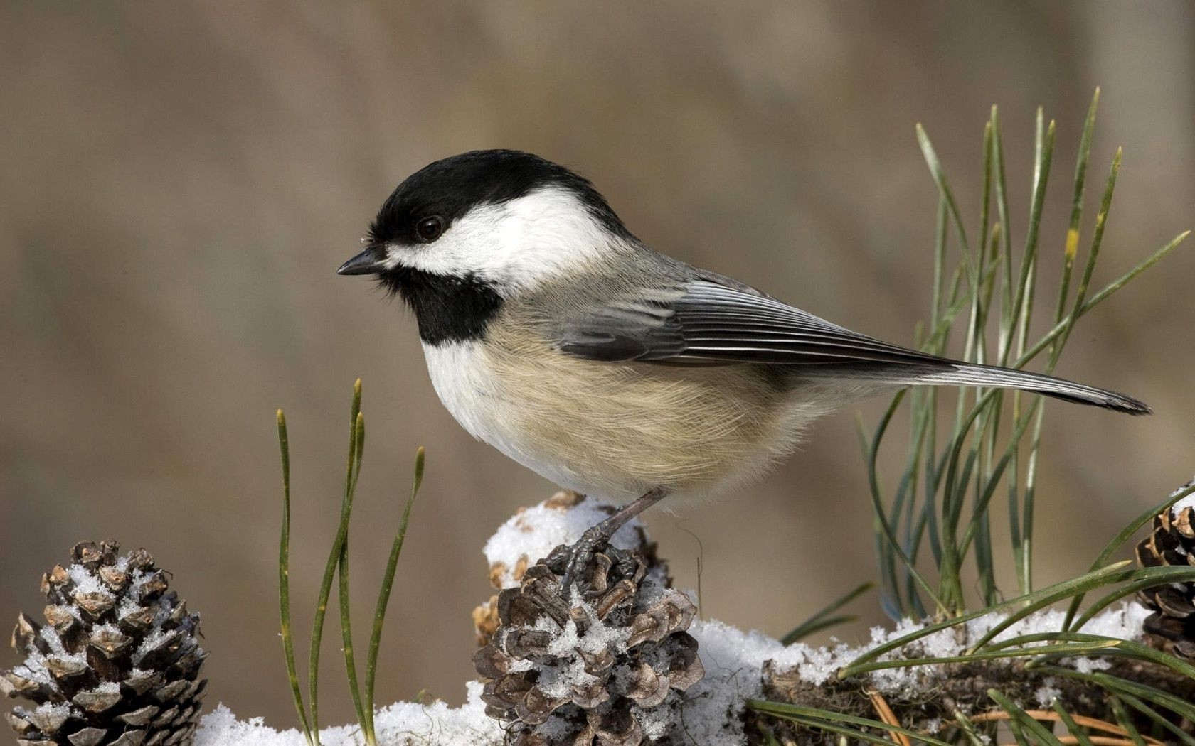 animais pássaro vida selvagem natureza animal ao ar livre selvagem pequeno observação de aves aviano