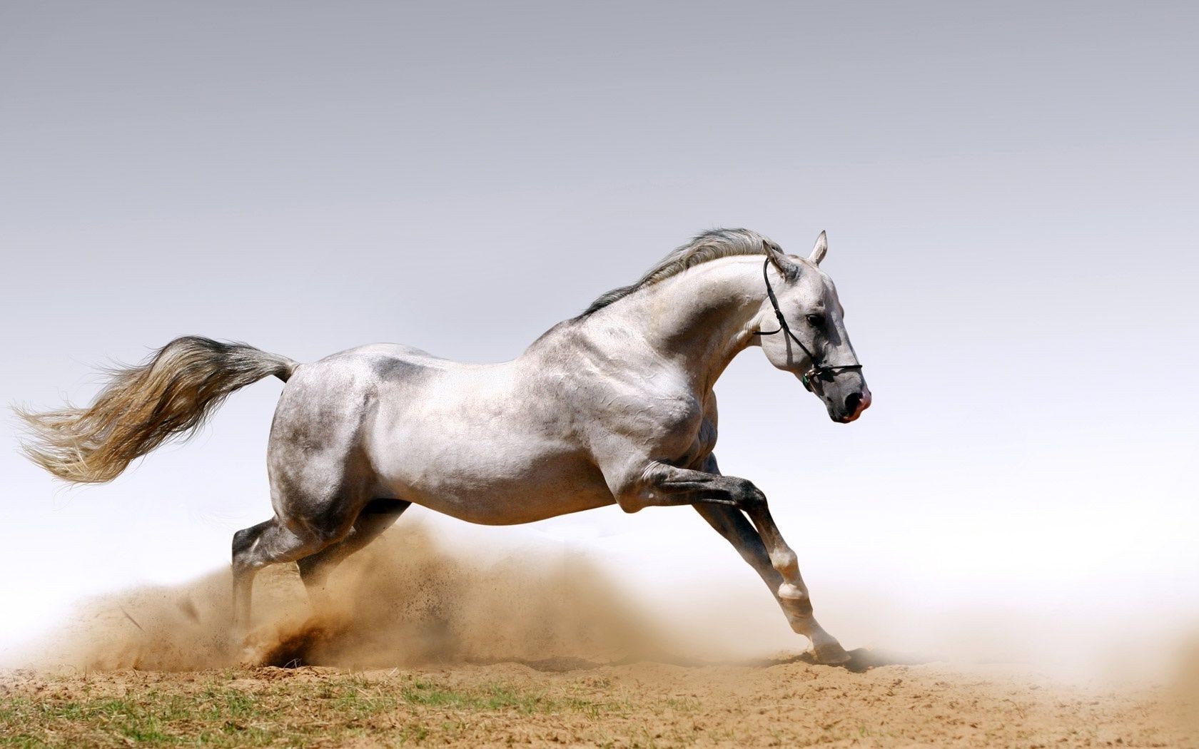 cavalli cavallo cavalleria mammifero mare stallone equestre allevamento di cavalli animale mane fattoria azione veloce pony seduto da solo pascolo skoko erba libertà