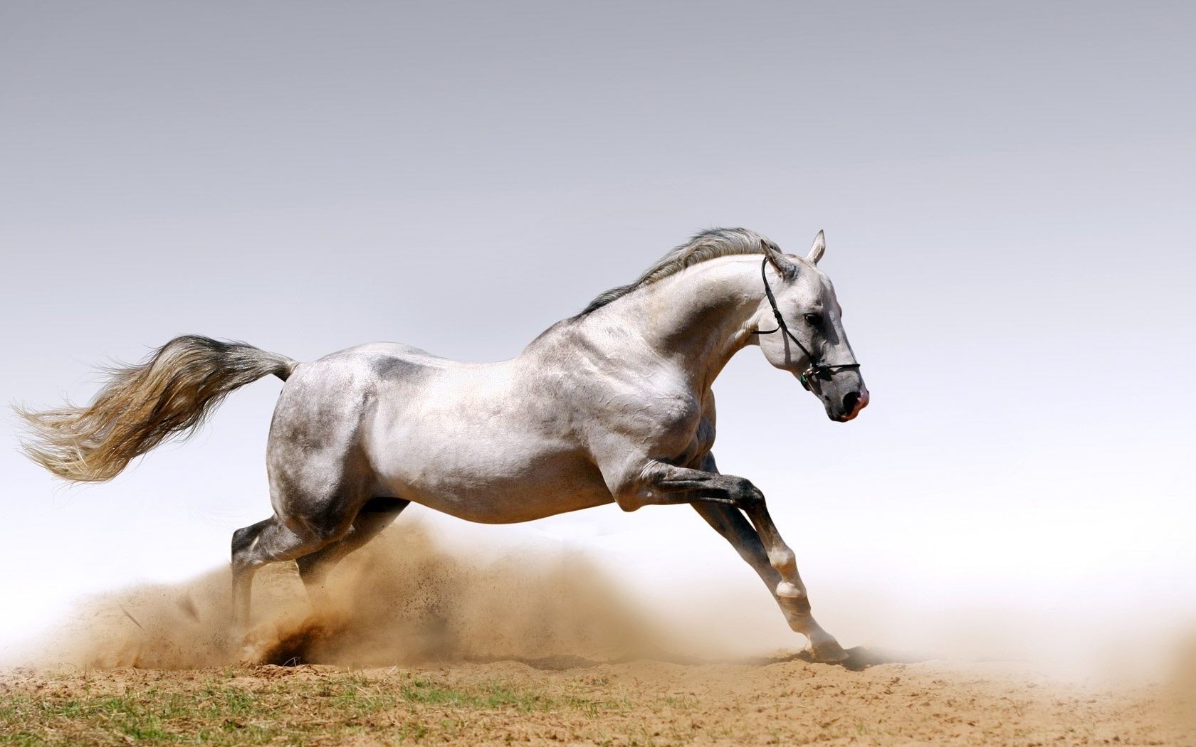 лошади лошадь конница млекопитающее маре жеребец конный коневодство животное мане ферма действие быстро пони сидит один пастбище скоко трава свобода
