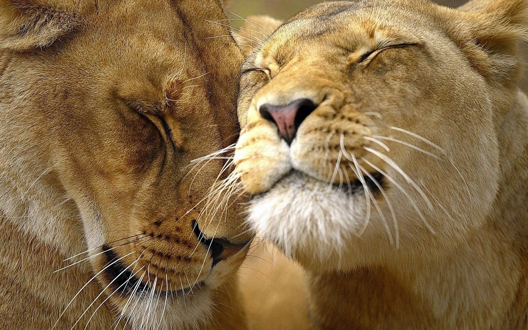 leones gato león vida silvestre mamífero depredador safari zoológico animal carnívoro grande cazador leona salvaje retrato piel ojo pantera gato grande peligro dientes