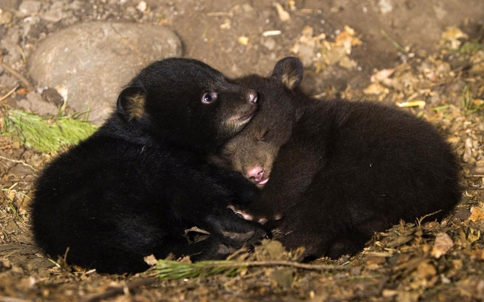 zwierzęta ssak przyroda jeden portret zoo na zewnątrz światło dzienne