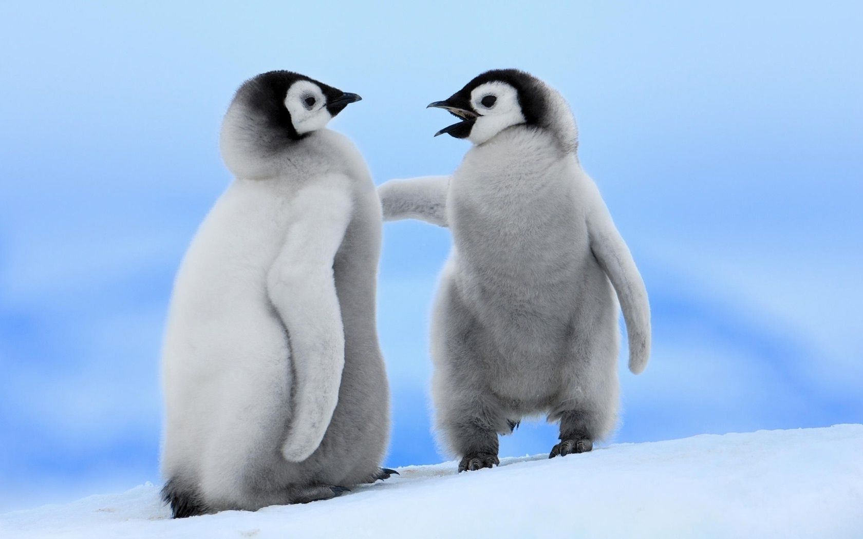 animaux neige hiver givré oiseau faune froid mammifère animal polaire nature