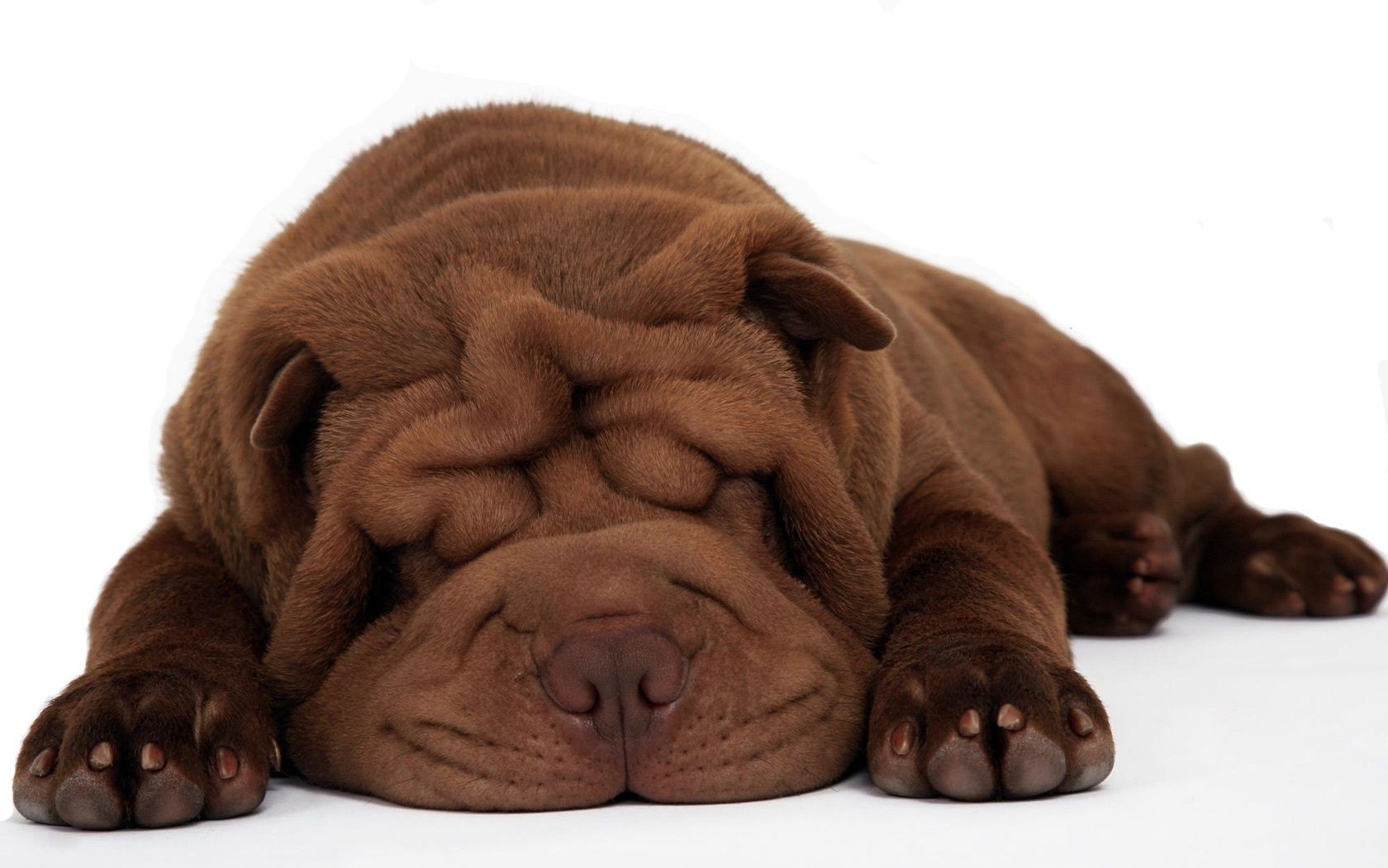 собаки собака милые портрет щенок млекопитающее сон пэт