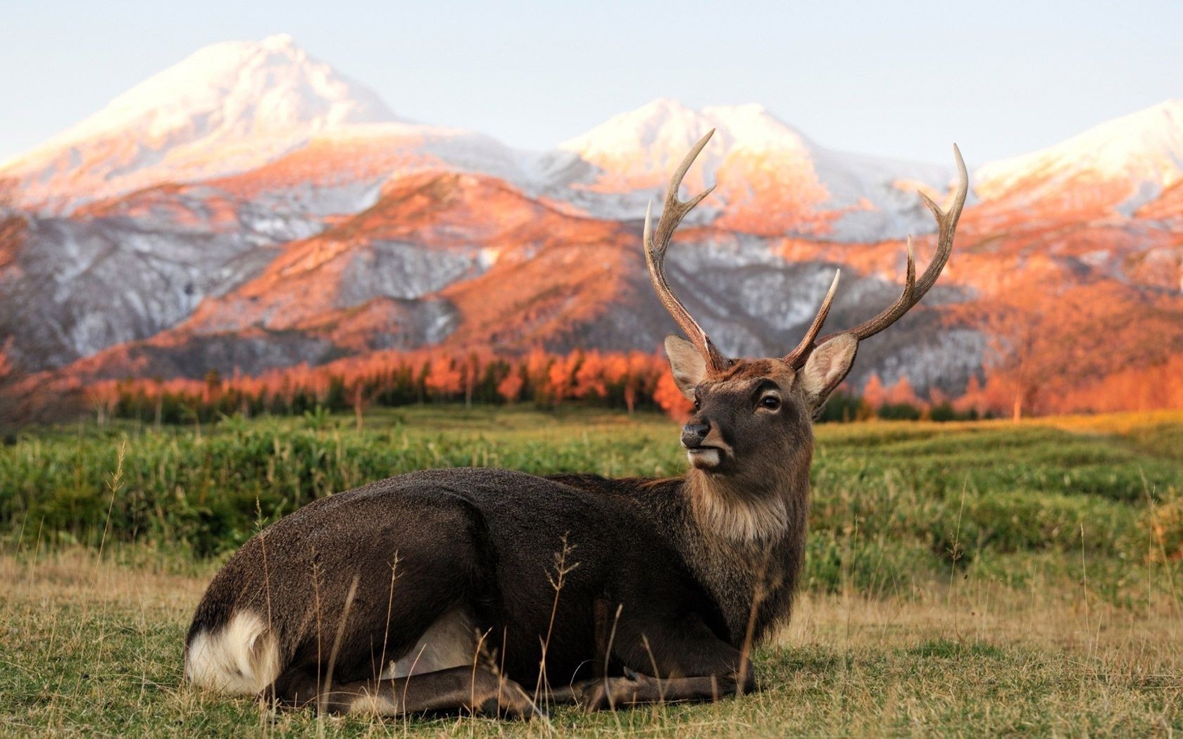 ciervos naturaleza hierba mamífero campo heno paisaje montaña madera otoño alces al aire libre animal