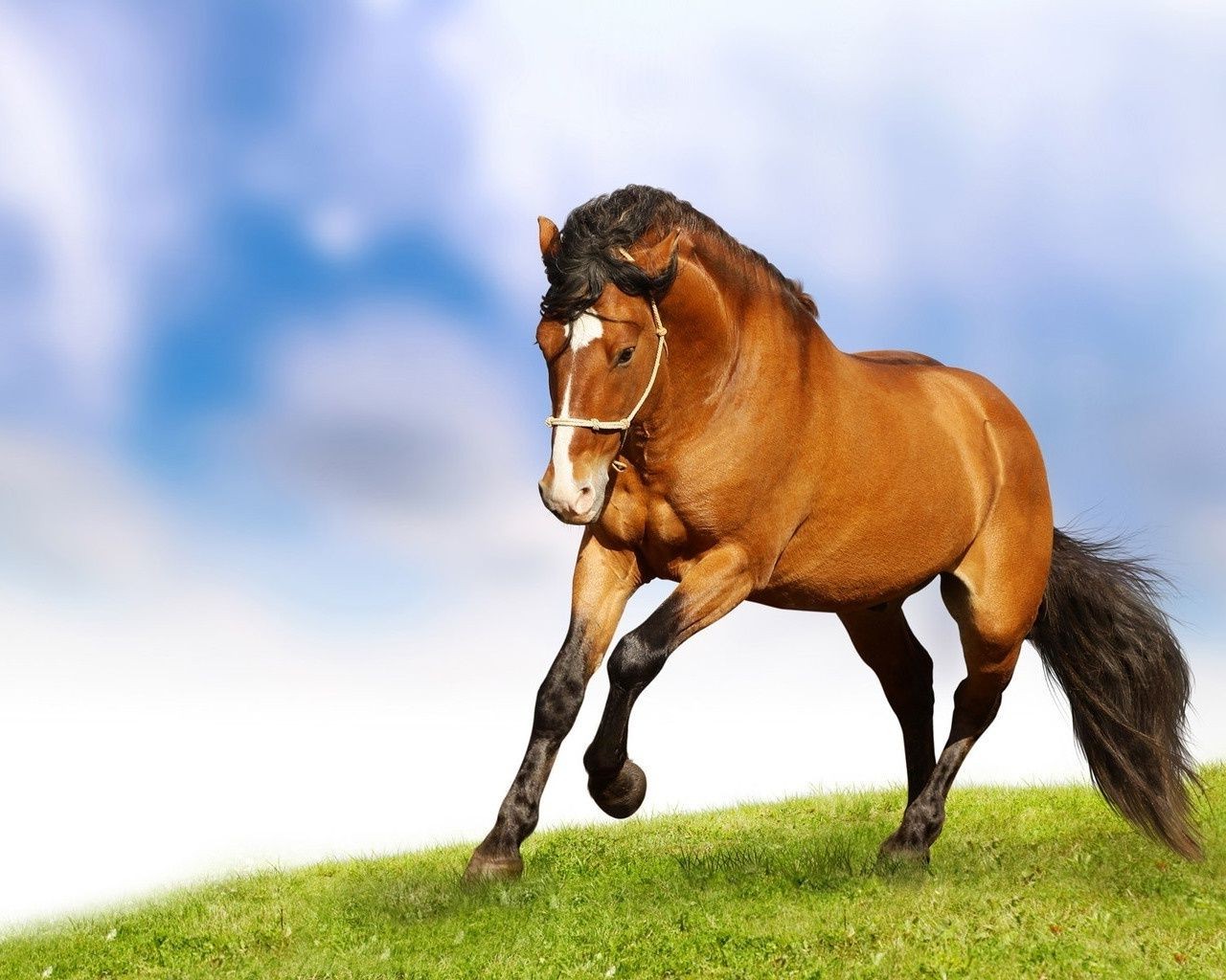 лошади лошадь млекопитающее животное маре жеребец мане коневодство конница конный трава породистые сенокос пастбище поле быстро ферма породистый скоко отечественные