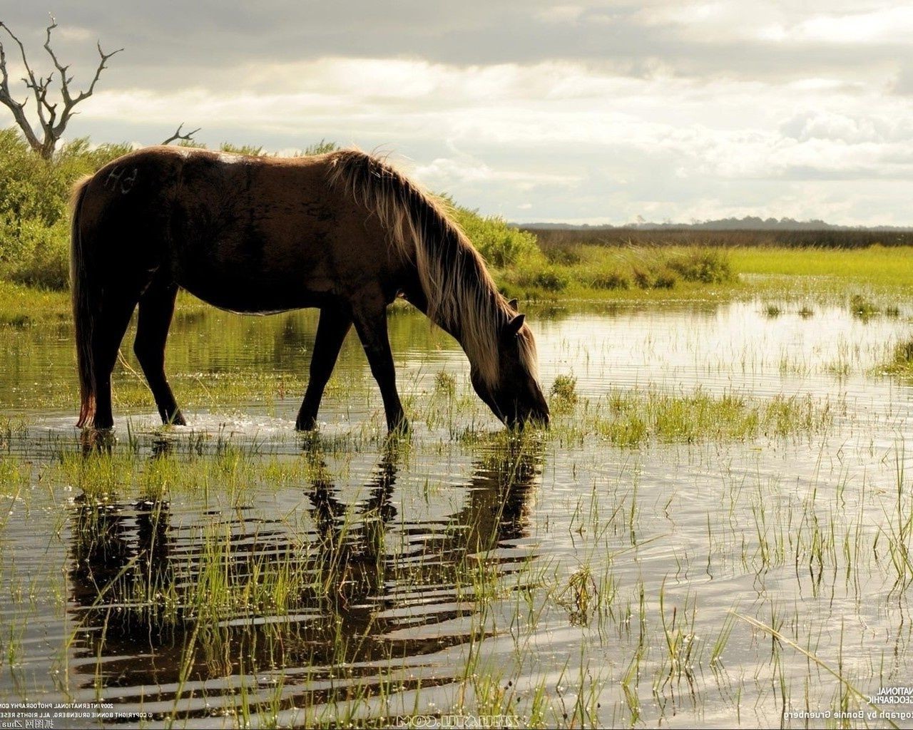 horses mammal animal grass cavalry horse wildlife mare equine water nature field outdoors hayfield mane stallion rural