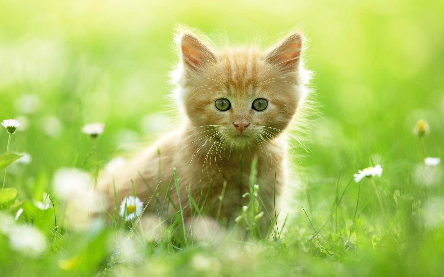 katzen niedlich katze natur tier auge fell wenig kätzchen gras schnurrbart junge haustier säugetier anzeigen