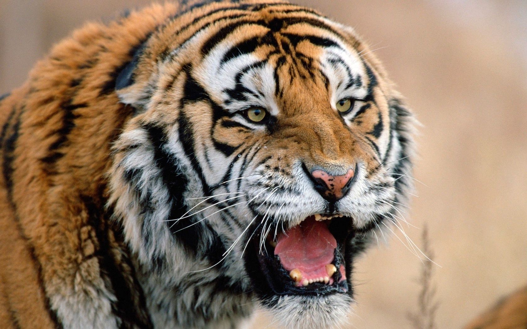 tigres faune tigre chat animal mammifère prédateur sauvage zoo chasseur portrait mangeur de viande fourrure sibérien bande oeil grand en colère à la recherche nature jungle