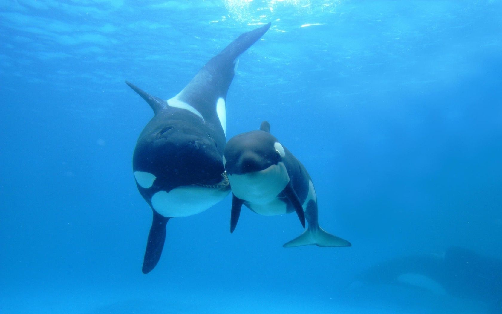 killerwal unterwasser schwimmen fisch wasser gebläse schal delphin ozean tauchen tierwelt meer wassersport