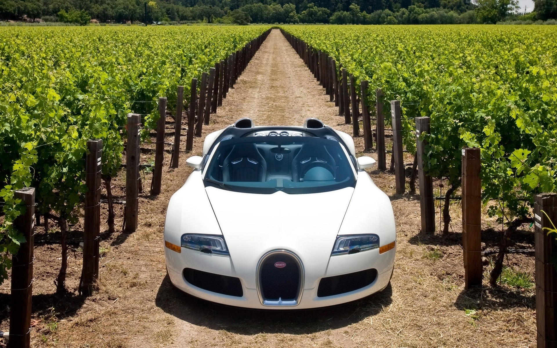 bugatti agriculture outdoors landscape vineyard vehicle summer travel nature farm countryside cropland country bugatti veyron bugatti veyron cabrio