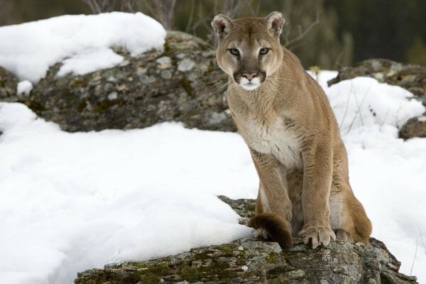 A wild cat in a winter forest sits on a rock