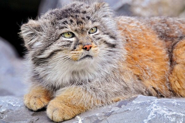 Wildkatze manul in den Bergen