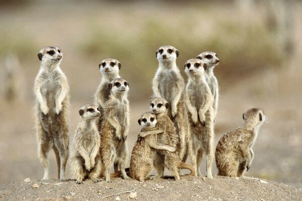 A flock of meerkats in the desert looking into the distance