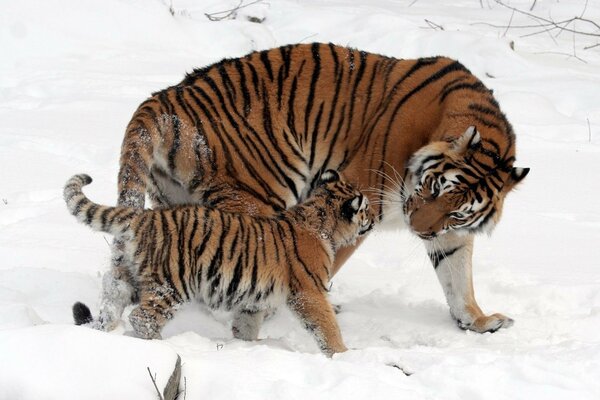 A tigress and a tiger cub walk in the snow