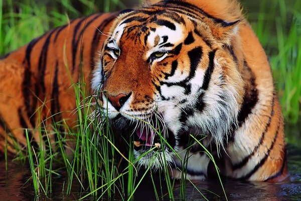 Orange Tiger mit schwarzen Streifen