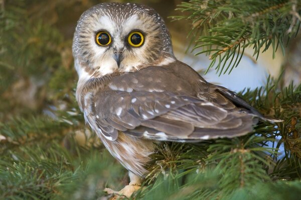 Gufo nel suo habitat naturale