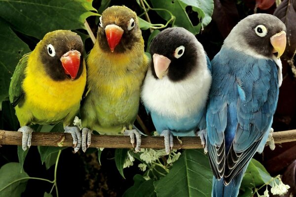 Lovebirds are a symbol of loyalty