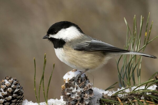 Wild birds in the winter garden