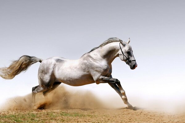 Un caballo corre en un salto por las arenas