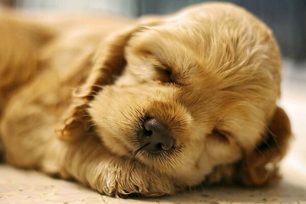 Cute little puppy is sleeping