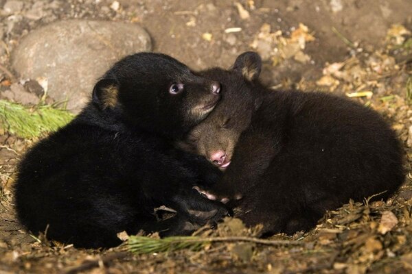 Image de deux oursons sur la litière de la forêt