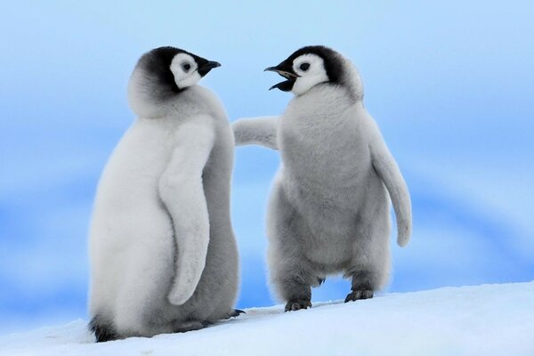 Two little penguins are standing in the snow