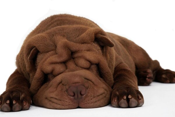 Ein Hund der Rasse Sharpei, brauner Farbe, schläft süß