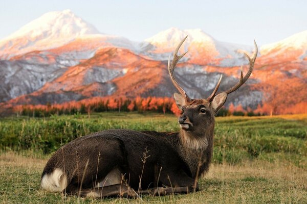 Stolzer Hirsch auf dem Hintergrund der Berge